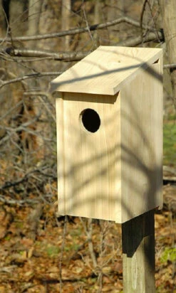 Joy Box Screech Owl And Kestrel House