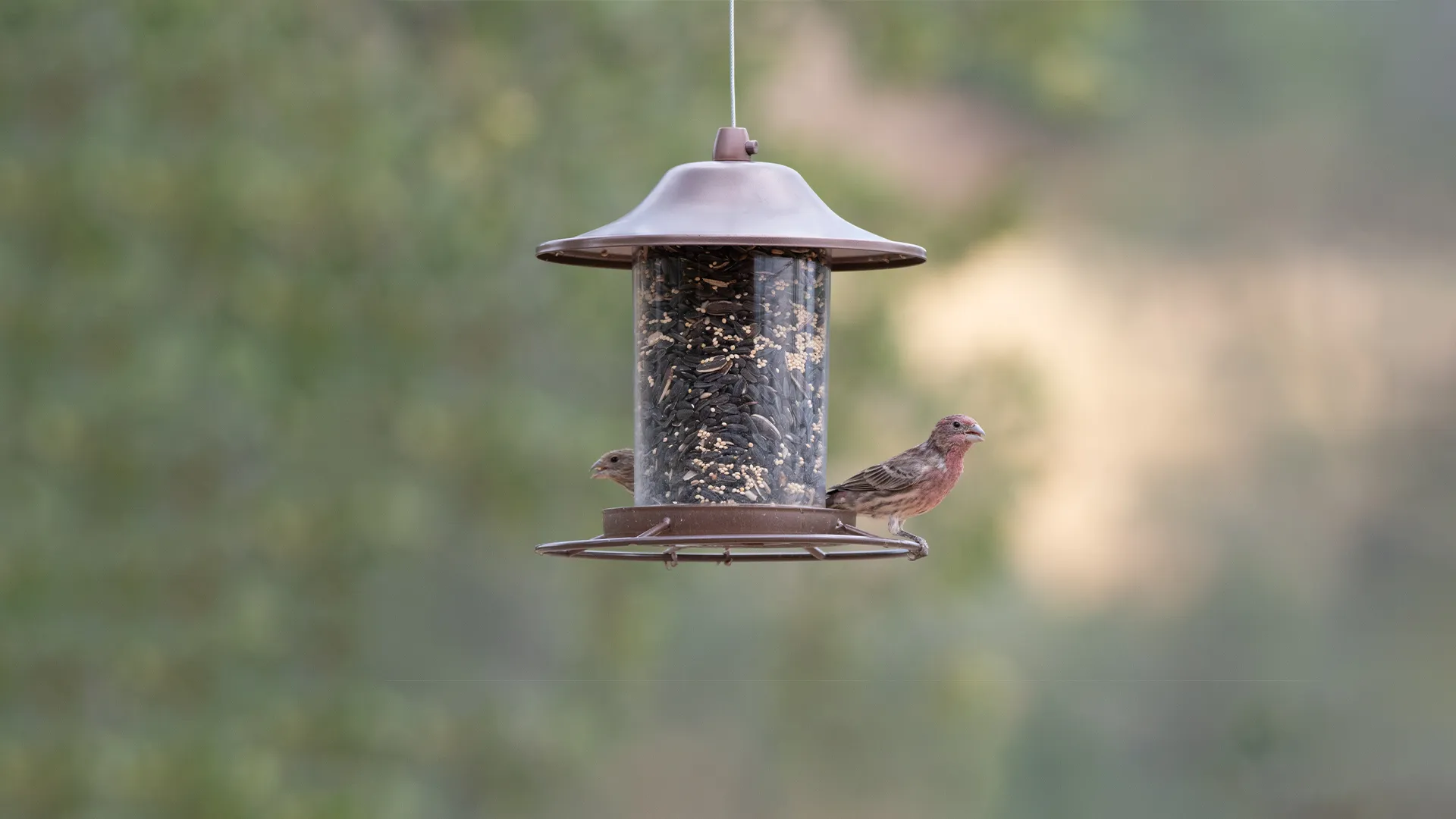 US Poultry Supplies Sales Store -US Poultry Supplies Sales Store VP Do Bird Feeders Attract Mice