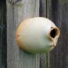 Ceramic Peek-A-Boo Bird House, Butternut 2 Ceramic Peek-A-Boo Bird House, Butternut -US Poultry Supplies Sales Store ceramic butternut peek boo bird house 25 01 50 00 anthony stoneware birdhousesandbaths 780