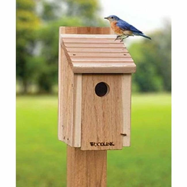 Classic Bluebird House DIY Craft Kit 4 Classic Bluebird House DIY Craft Kit - Image 2