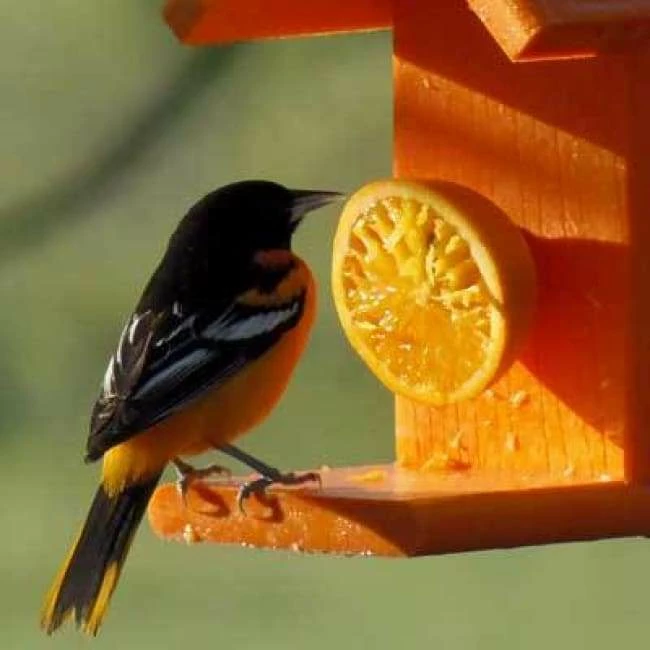 Going Green Recycled Plastic Oriole Fruit Feeder 4 Going Green Recycled Plastic Oriole Fruit Feeder - Image 2