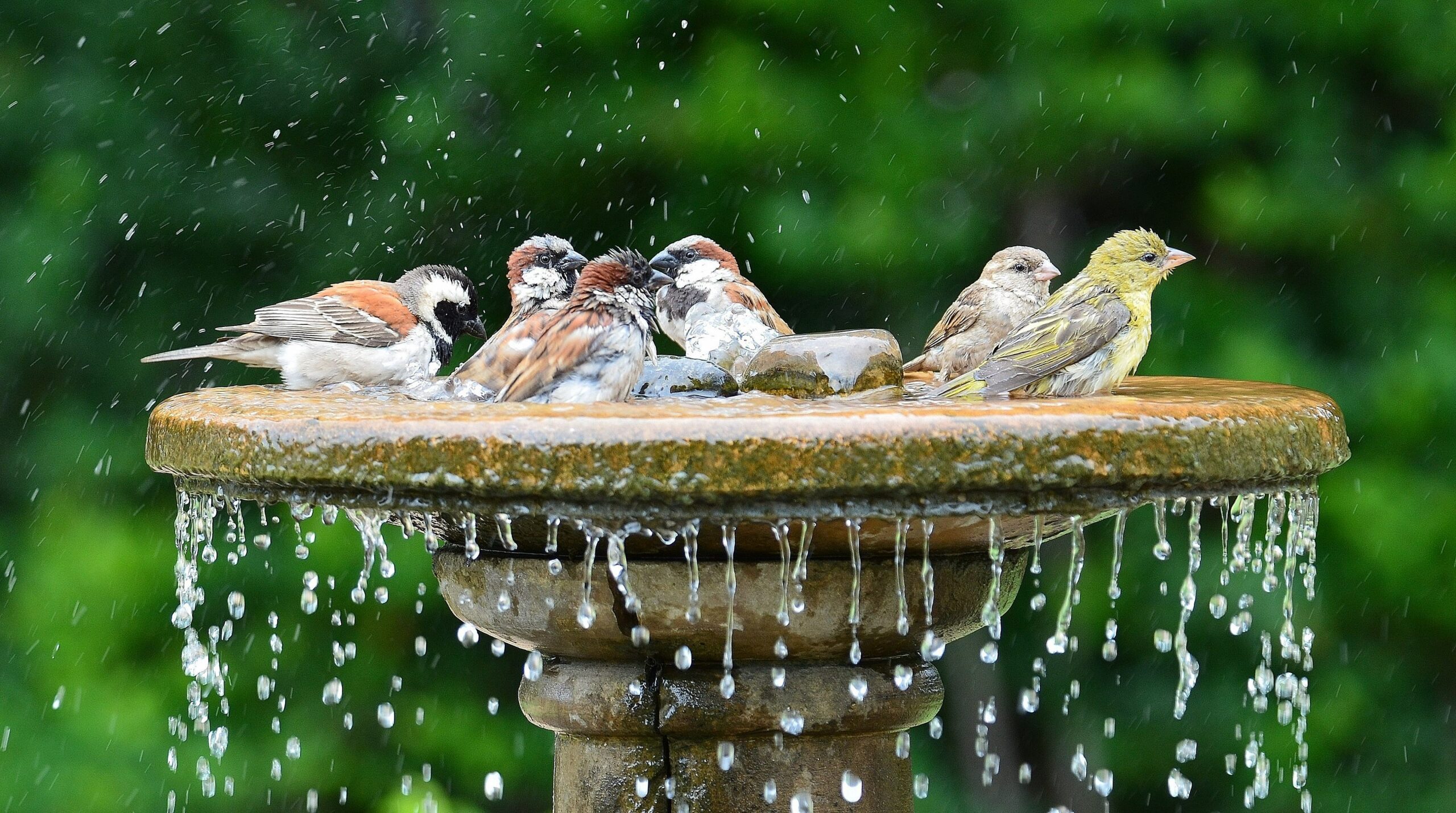 US Poultry Supplies Sales Store -US Poultry Supplies Sales Store shutterstock 1729628449 scaled