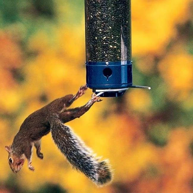 Yankee Whipper Squirrel Proof Bird Feeder 5 Yankee Whipper Squirrel Proof Bird Feeder - Image 3